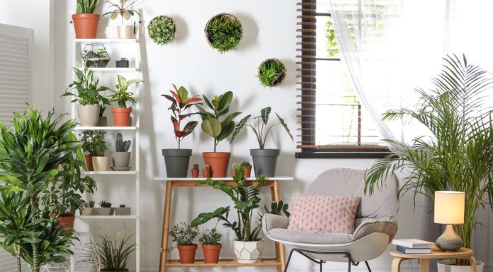 Cum sa aduci natura in casa ta cu ajutorul design-ului biofil