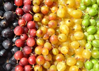 Top 7 beneficii ale agriselor pentru sanatatea generala